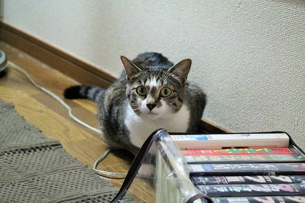 取材陣の突然の訪問に怯えていたミーツ。好物はかにかま