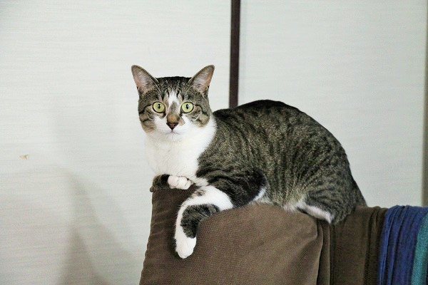 猫を飼っている映画監督は多いらしい