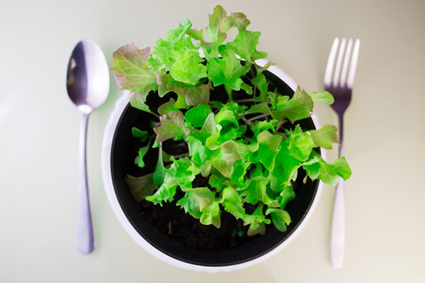 4月末くらいから育てはじめるものが多いようだが、今回は通年育てられる野菜を教えてもらった