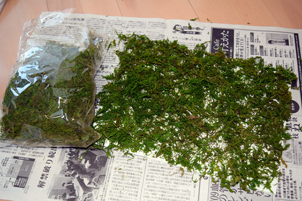 苔で覆われたタイル的なものが完成した